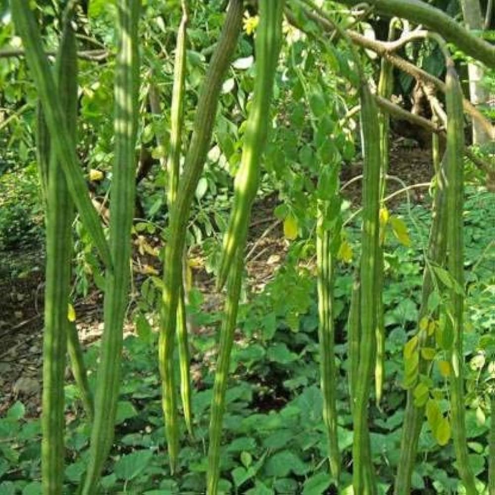 Moringa Tree Seeds Moringa oleifera for Planting in Vegetable Patch