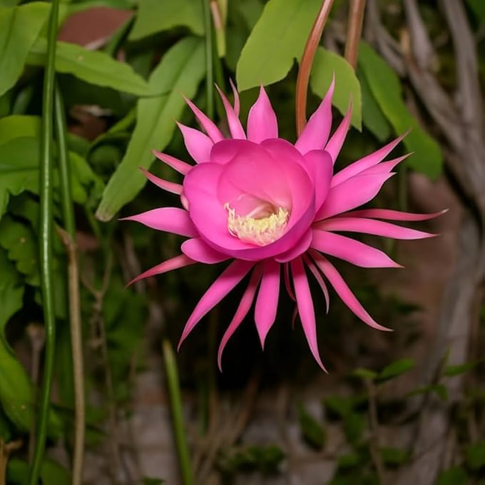 Pink Epiphyllum Flower seeds blooming in flower beds, containers, borders, and pollinator-friendly gardens