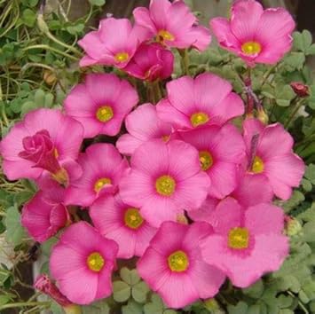 Pink Carpet Oxalis Flower seeds for Planting - Garden Favorite, Heirloom & GMO Free Seeds for Home Garden
Sale seeds for home garden