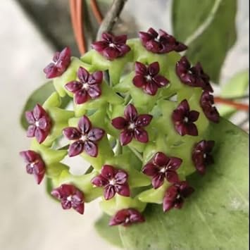 Pink Mirabilis Flower Seeds for Planting Hardy Variety Heirloom & GMO Free Seeds for Home Garden
Sale for planting in home garden