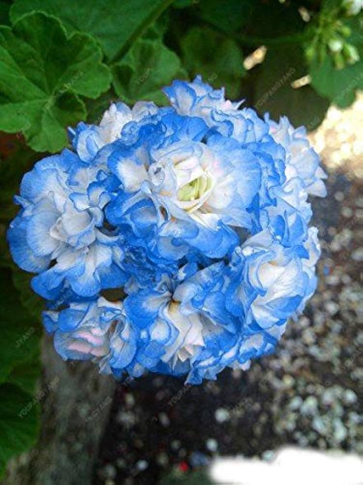 Blue White Pelargonium Flower seeds for Planting - Pollinator Friendly, Heirloom & GMO Free Seeds for Home Garden