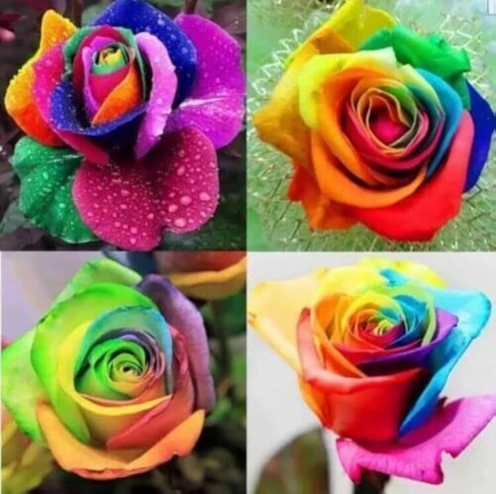 Mystic Rainbow Rose Bush Rosa spp. Seeds for Planting in Flower Bed