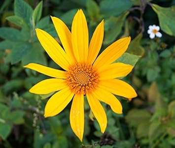 Yellow Diversifolia Flower seeds for Planting - Drought Tolerant, Heirloom & GMO Free Seeds for Home Garden
Sale seeds for planting in home garden