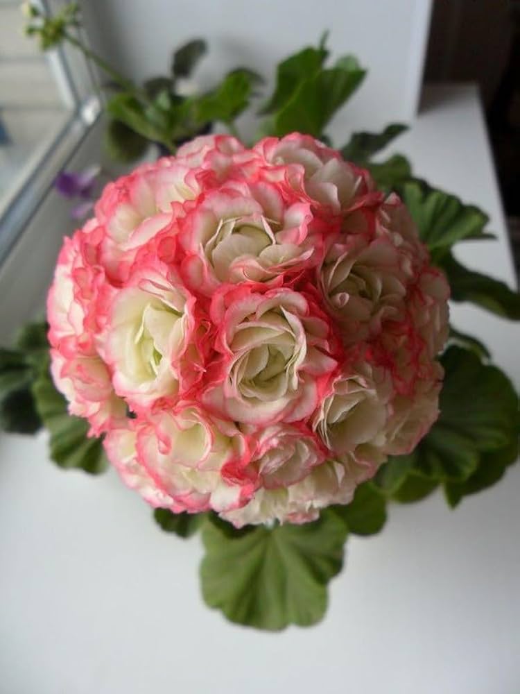 Multiple Colors Geranium Pelargonium Hortorum Seeds for Planting - Perfect for Flower Bed & Urban Garden - Evergrowseeds