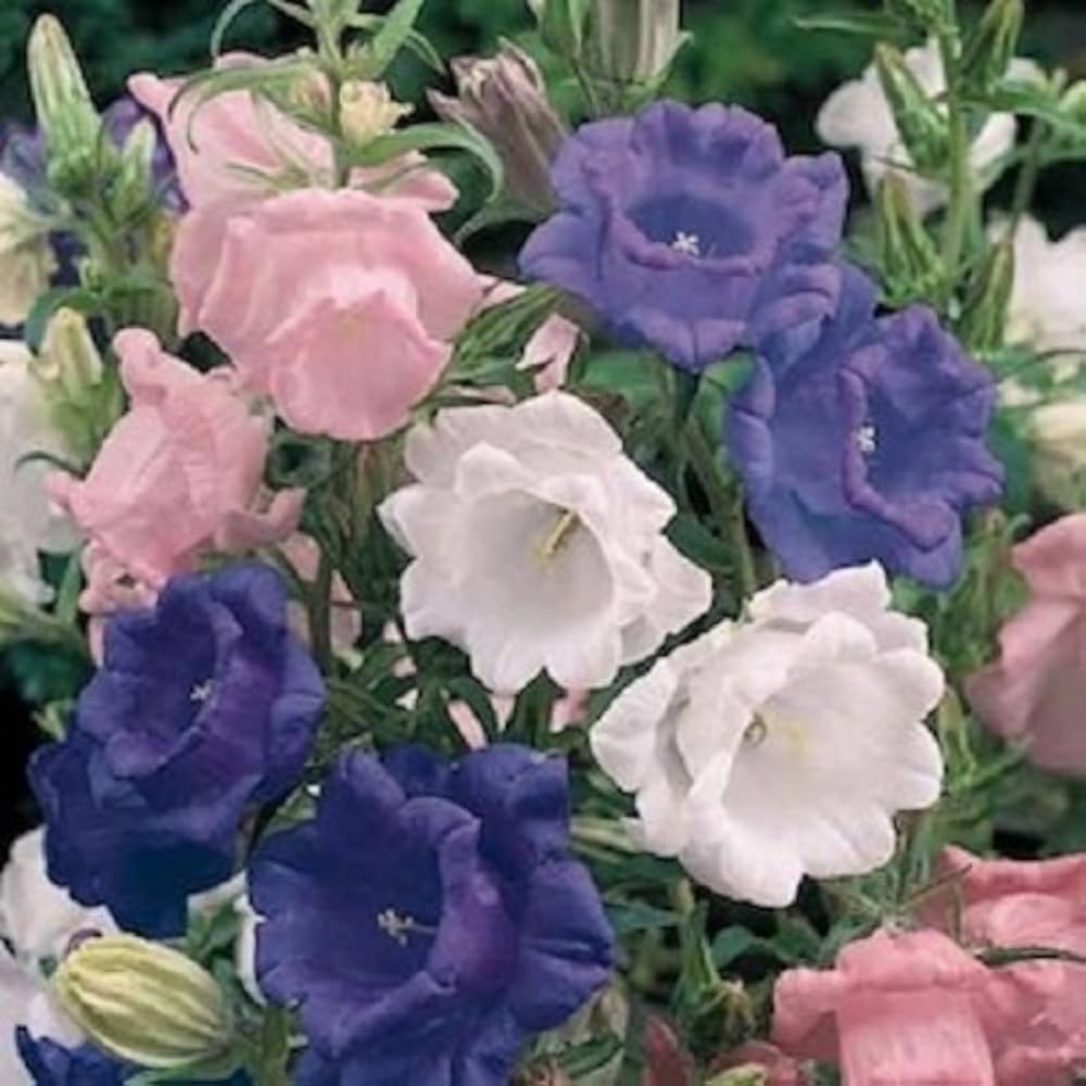 Campanula Bellflower Seeds
