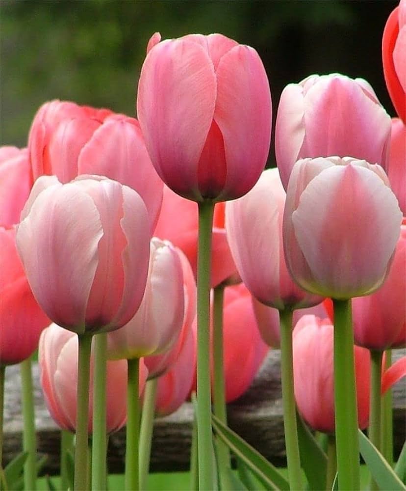 Pink Tulip Flower Seeds blooming in flower beds, containers, borders, and pollinator-friendly gardens