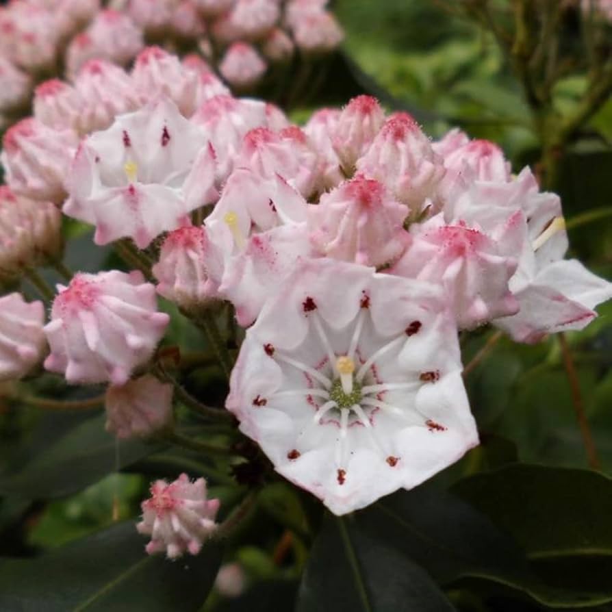 Kalmia Latifolia Mountain Laurel Flower Seeds for Planting in Woodland Garden and Shade Areas