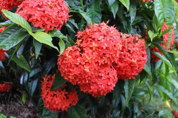Ixora Flower seeds for Planting - Fragrant Blossoms, Heirloom & GMO Free Seeds for Home Garden
Sale seeds for home garden