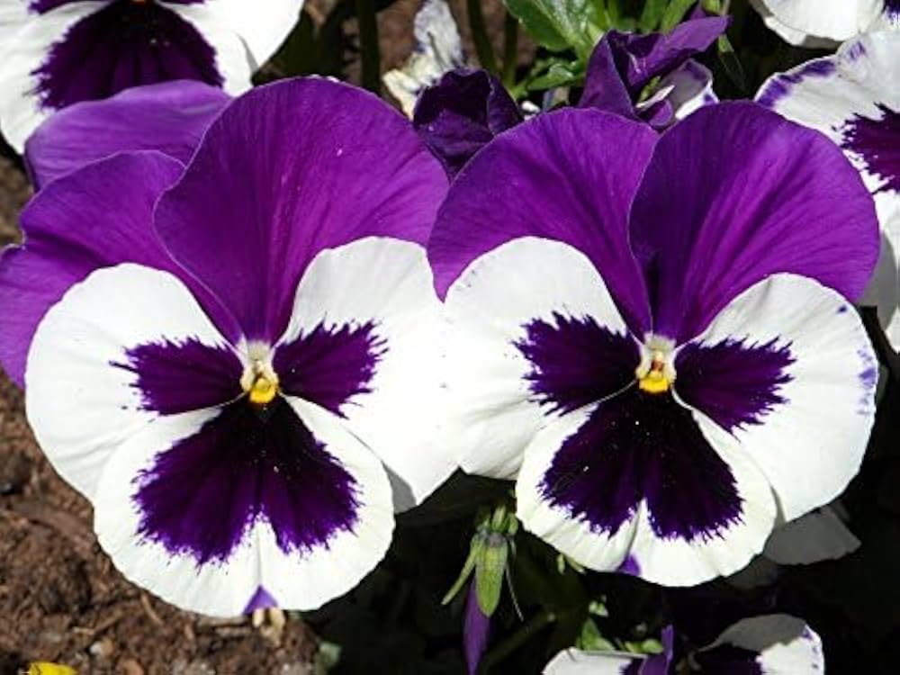 White & Black Pansy Flower seeds for Planting - Perfect for Borders, Heirloom & GMO Free Seeds for Home Garden