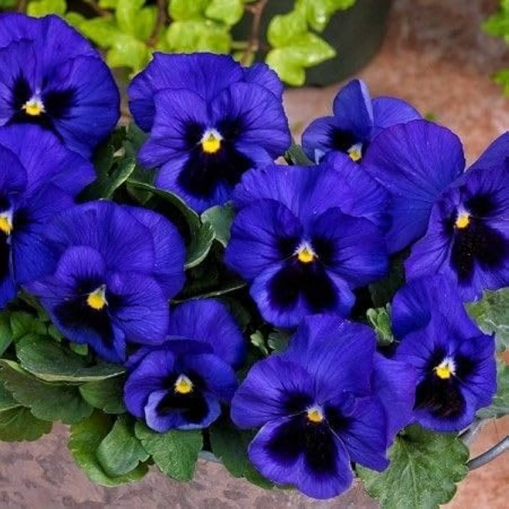 Pansy Purple Flower Seeds for Planting - Stunning Purple Blooms - Evergrowseeds