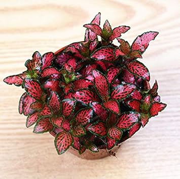 Red Fittonia Verschaffeltii Flower seeds for Planting - Easy to Grow, Heirloom & GMO Free Seeds for Home Garden
Sale seeds for home garden