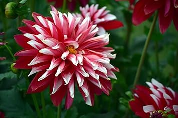 Deep Red White Chrysanthemum Flower seeds for Planting - Compact Growth, Heirloom & GMO Free Seeds for Home Garden
Sale for planting in home garden.