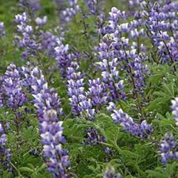 Purple Arroyo Lupine Flower seeds blooming in flower beds, containers, borders, and pollinator-friendly gardens