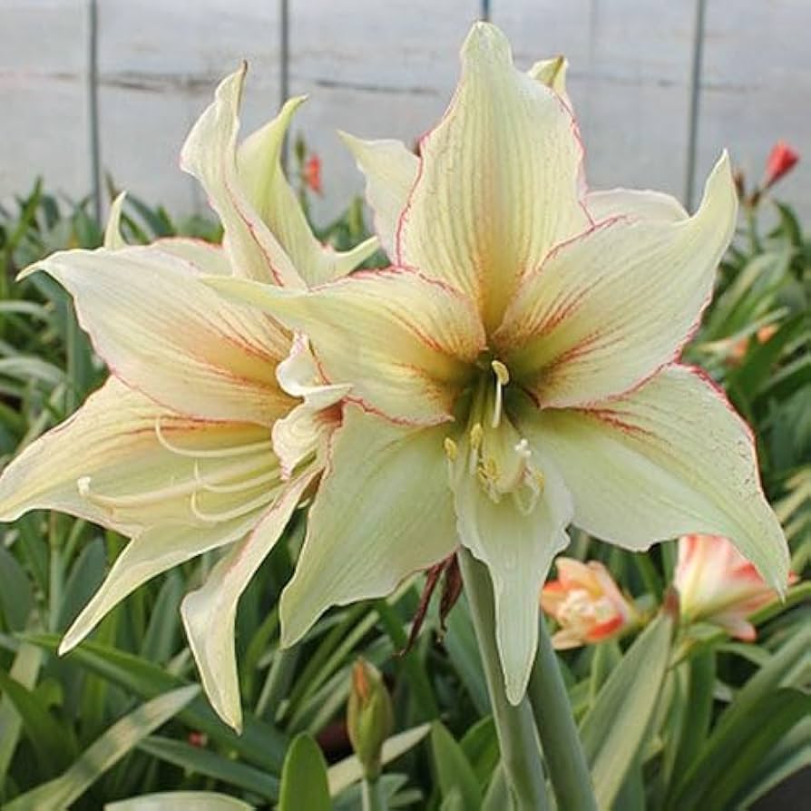 Hippeastrum Rutilum Flower seeds blooming in flower beds, containers, borders, and pollinator-friendly gardens