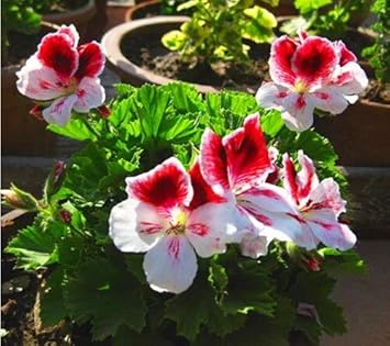 Light Yellow Univalve Geranium Flower seeds for Planting - Sun Loving, Heirloom & GMO Free Seeds for Home Garden
Sale seeds for home garden