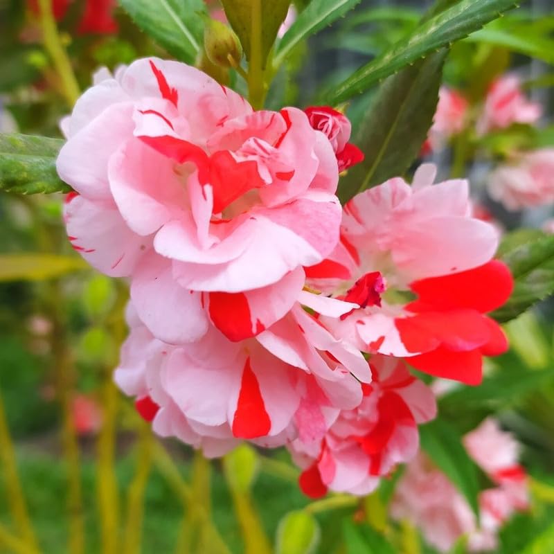 Full Pink Balsamine Flower seeds blooming in flower beds, containers, borders, and pollinator-friendly gardens