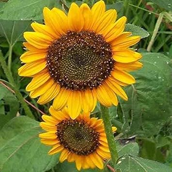 Yellow Sunflower Flower seeds for Planting - Low Maintenance, Heirloom & GMO Free Seeds for Home Garden
Sale seeds for home garden