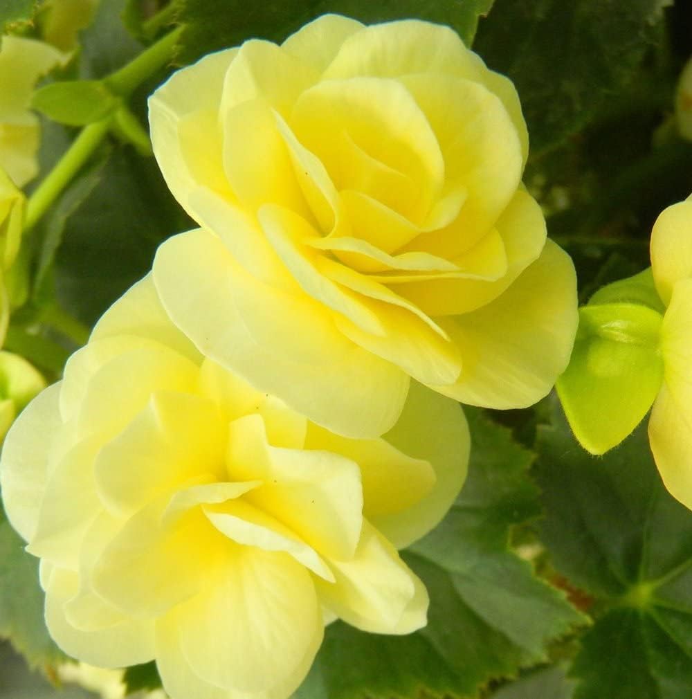 Light Yellow Begonia Flower seeds blooming in flower beds, containers, borders, and pollinator-friendly gardens
