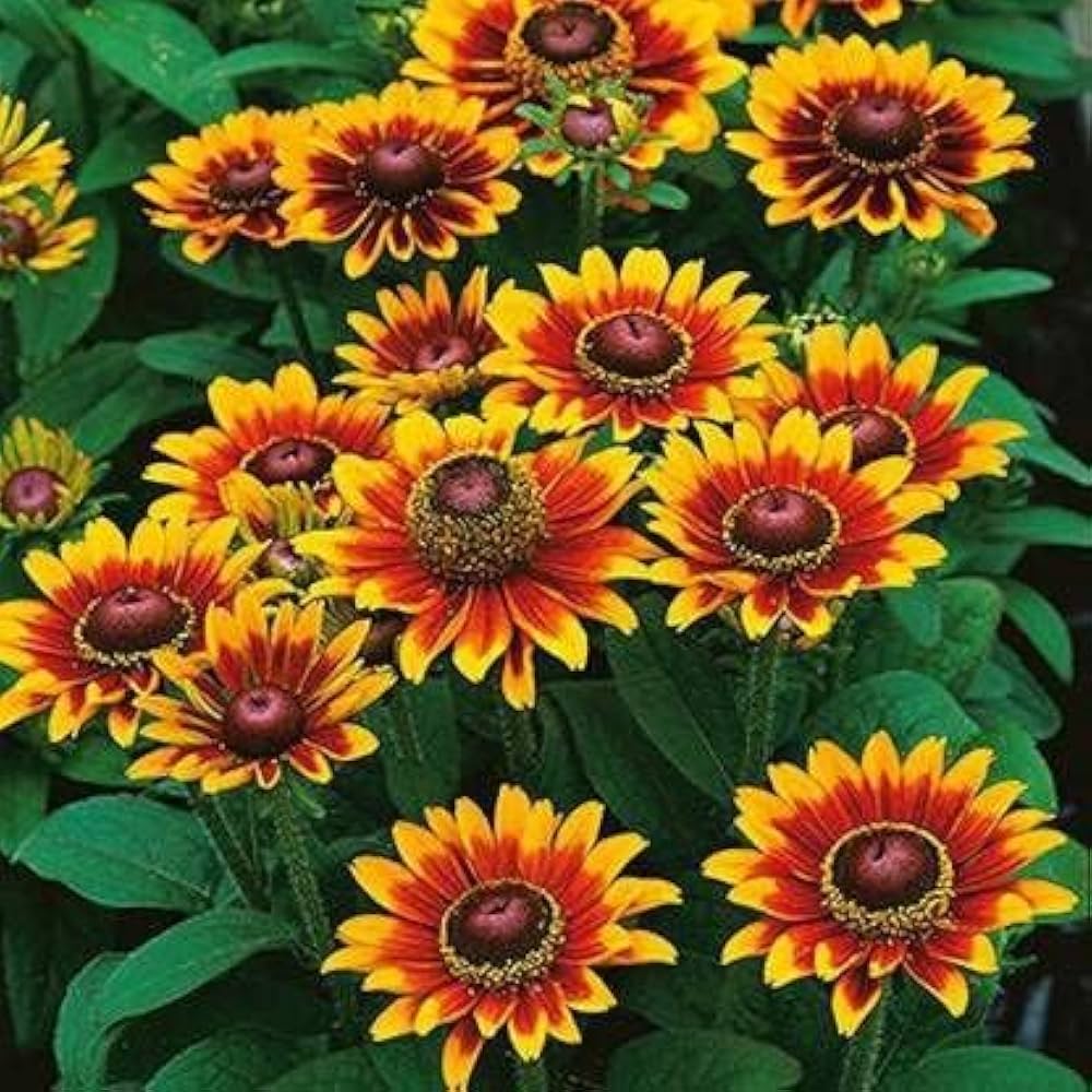 Orange Rudbeckia Flower seeds blooming in flower beds, containers, borders, and pollinator-friendly gardens