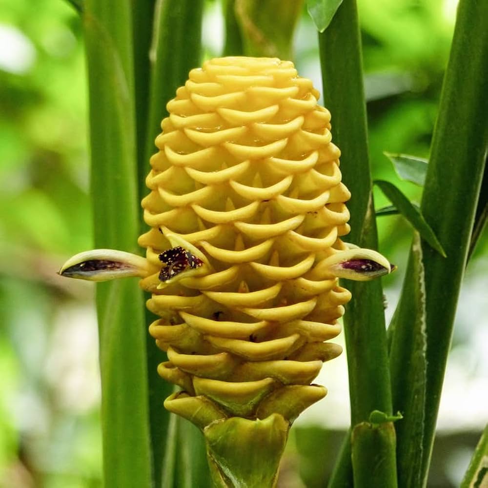 Beehive Ginger Flower seeds for Planting Cut Flower Favorite Heirloom & GMO Free Seeds for Home Garden
Sale