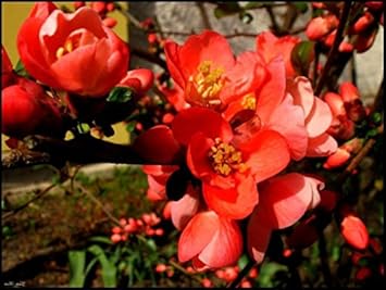 Orange Quince Flower seeds for Planting - Premium Quality, Heirloom & GMO Free Seeds for Home Garden
Sale seeds for home garden