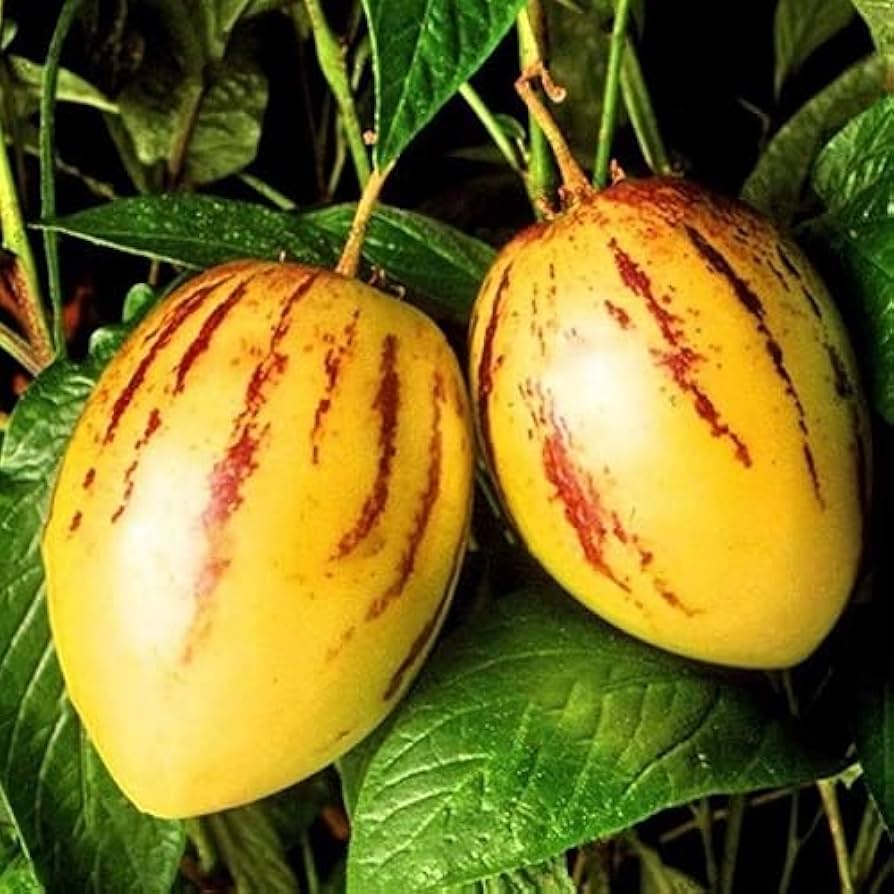 Pepino Solanum Muricatum Seeds Ideal for Planting in Gardens & Containers