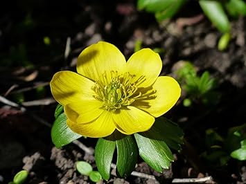 Fresh Winterling Flower seeds blooming in flower beds, containers, borders, and pollinator-friendly gardens