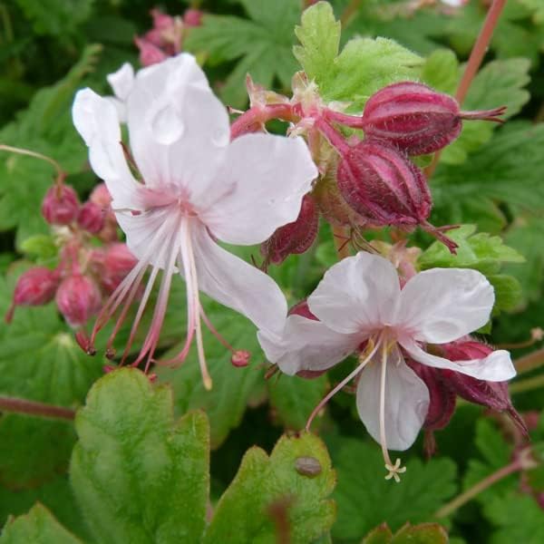 Geranium Macrorrhizum Seeds for Planting Geranium macrorrhizum for flower beds and garden borders