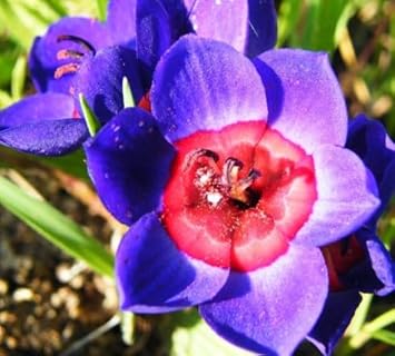 Pink Egg Flower Seeds for Planting and Garden Compact Growth Heirloom & GMO Free Seeds for Home Garden
Sale for planting in home garden