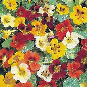 Mix Nasturtium Flower seeds blooming in flower beds, containers, borders, and pollinator-friendly gardens