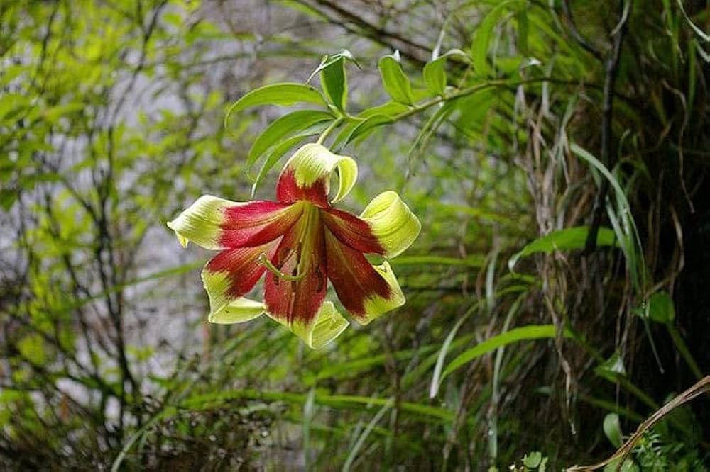 Nepal Lily Lilium nepalense Seeds for Planting in Wildflower Garden