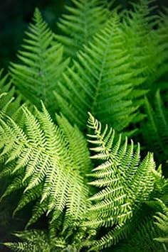 Blue Fern for Planting heirloom & Non GMO Seeds Colorful Display Heirloom & GMO Free Seeds for Home Garden
Sale for planting in home garden
