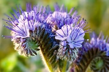 Purple Phacelia Flower seeds blooming in flower beds, containers, borders, and pollinator-friendly gardens