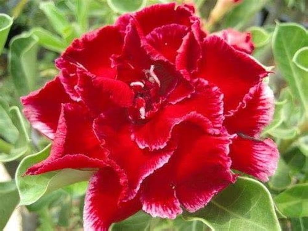 Desert Rose Adenium obesum Flower Seeds for Planting - Ideal for Indoor Garden & Desert Garden