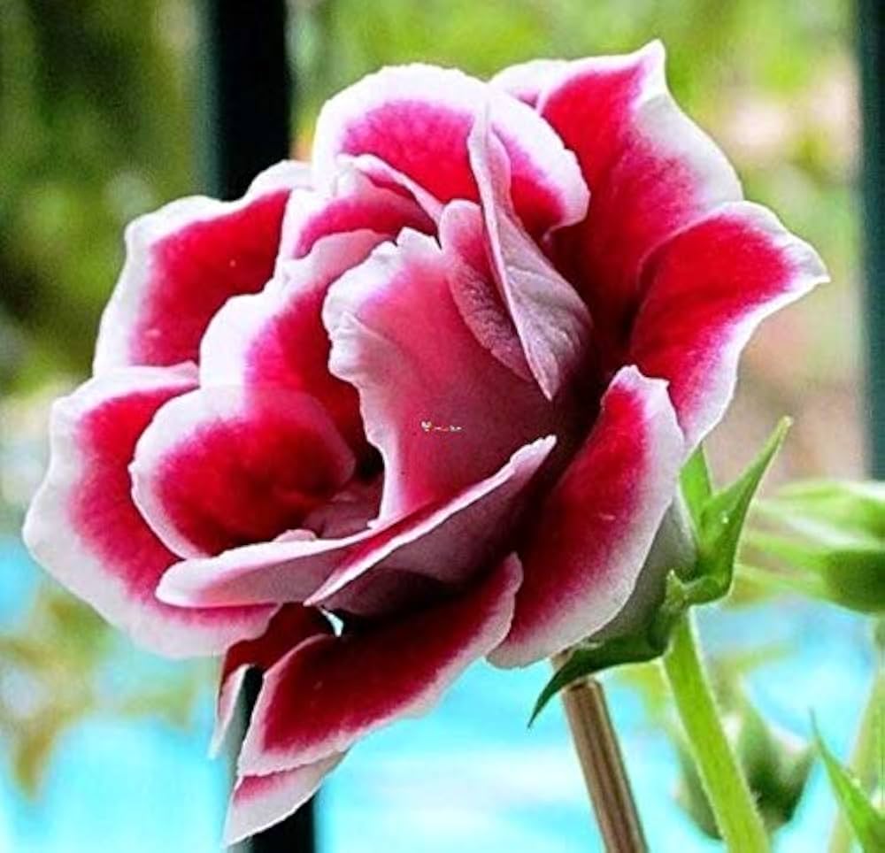 Gloxinia Sinningia speciosa Seeds for Planting - Great for Flower Bed & Home Garden