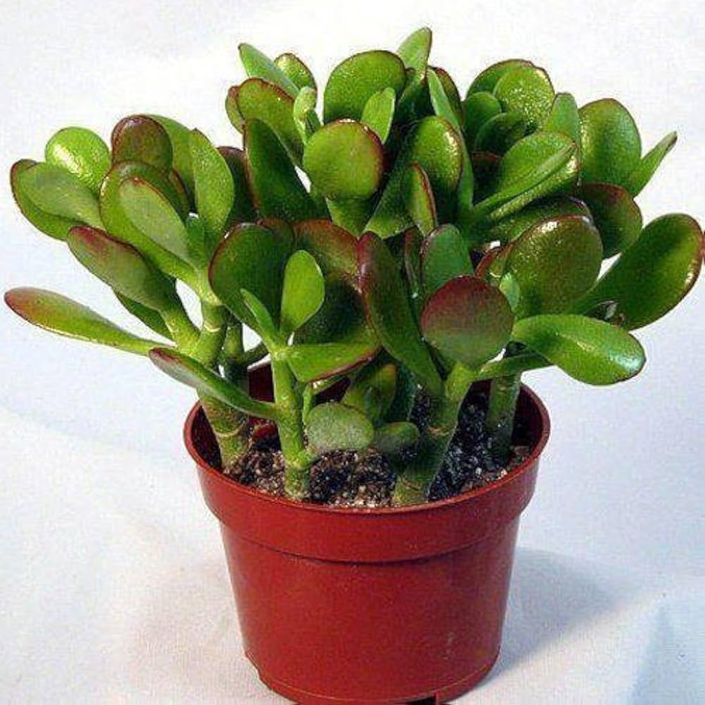 Crassula Flower seeds for Planting - Drought Tolerant, Heirloom & GMO Free Seeds for Home Garden