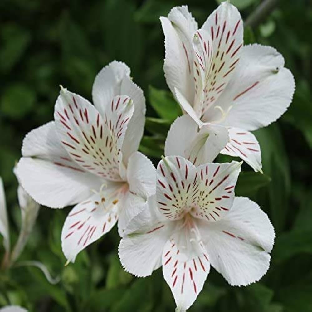 White Alstroemeria Flower seeds for Planting - Hardy Variety, Heirloom & GMO Free Seeds for Home Garden
Sale seeds for planting in home garden