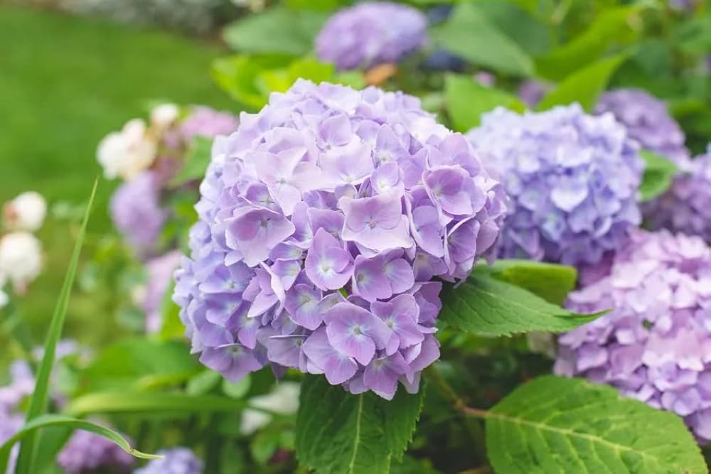 Hydrangea Seeds for Planting Hydrangea Macrophylla flower bed border garden