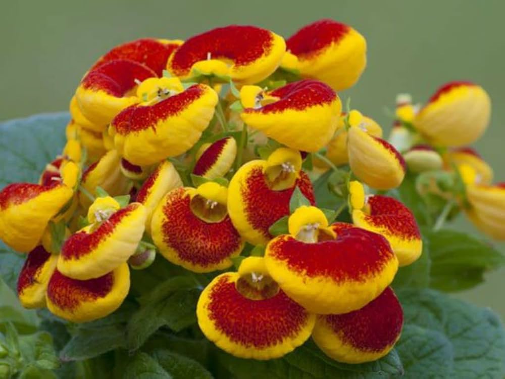 Yellow Red Calceolaria Flower seeds for Planting - Colorful Display, Heirloom & GMO Free Seeds for Home Garden