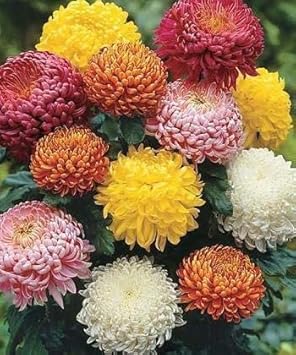 Chrysanthemum Flower seeds for Planting - Pollinator Friendly, Heirloom & GMO Free Seeds for Home Garden
Sale seeds for home garden
