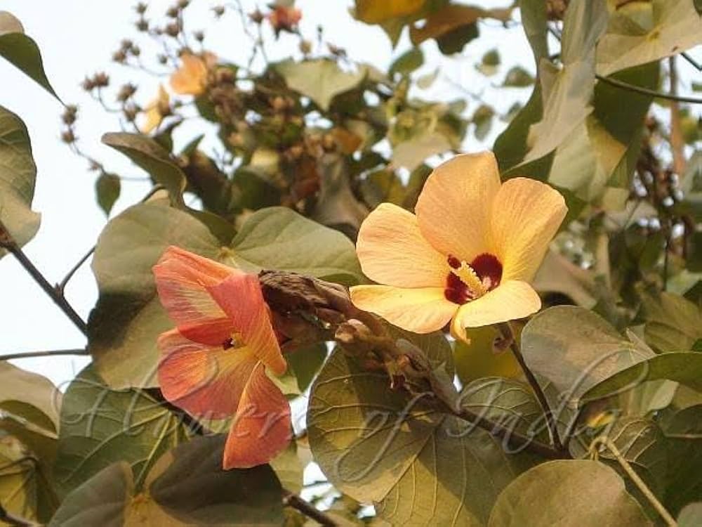 Hibiscus Tiliaceus Seeds for Planting Hibiscus tiliaceus for tropical gardens and coastal landscapes