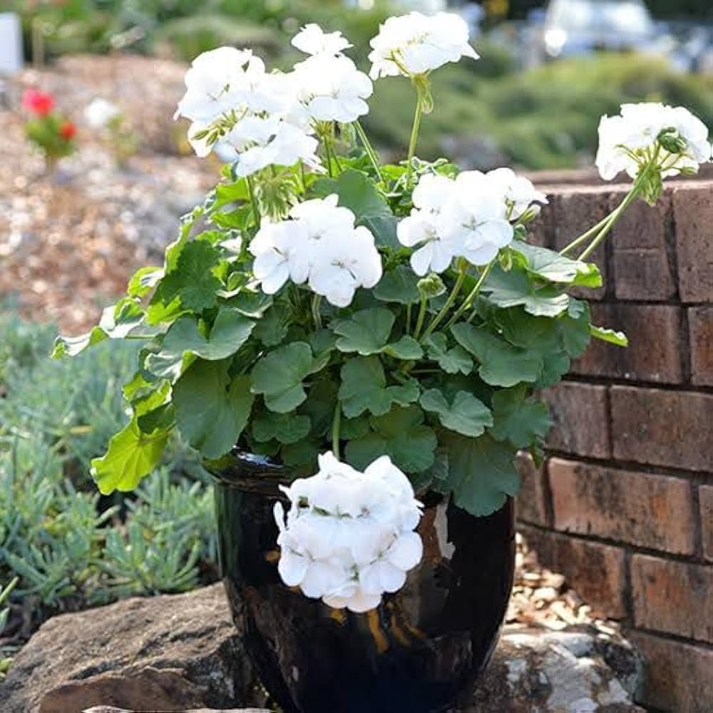 White Mix Pelargonium Flower Seeds for Planting Low Maintenance Heirloom & GMO Free Seeds for Home Garden
Sale