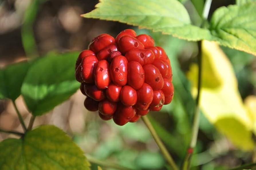 American Ginseng Plants