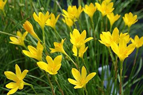 Balsamine Yellow Flower seeds for Planting - Perfect for Borders, Heirloom & GMO Free Seeds for Home Garden