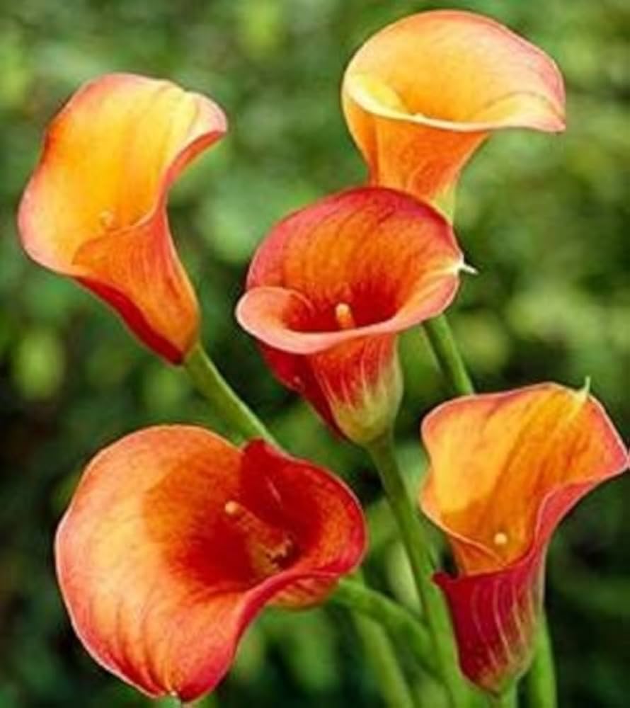 Yellow Red Calla Flower Seeds for Planting Vibrant Colors Heirloom & GMO Free Seeds for Home Garden
Sale