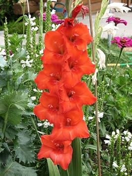 White Holland Rose Flower Seeds for Planting – Wildflower Mix Heirloom & NonGMO Seeds for Home Garden
Sale for planting in home garden