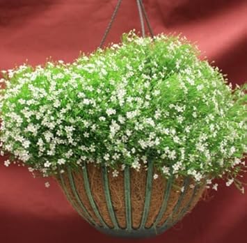 Green Gypsophila Flower seeds blooming in flower beds, containers, borders, and pollinator-friendly gardens