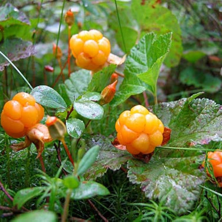 Cloudberry Planting Seeds - Cultivate Rare Garden Fruits