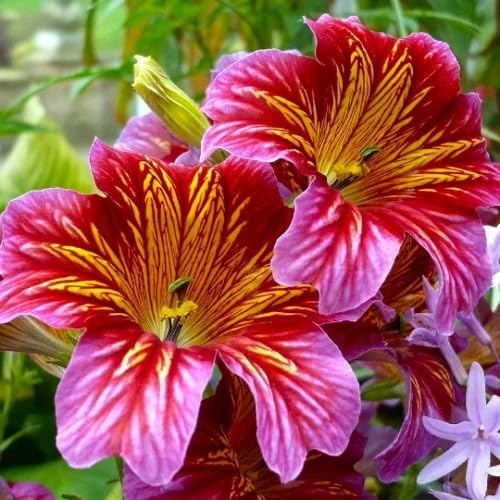 Salpiglossis Salpiglossis spp Flower Seeds for Planting in Flower Bed