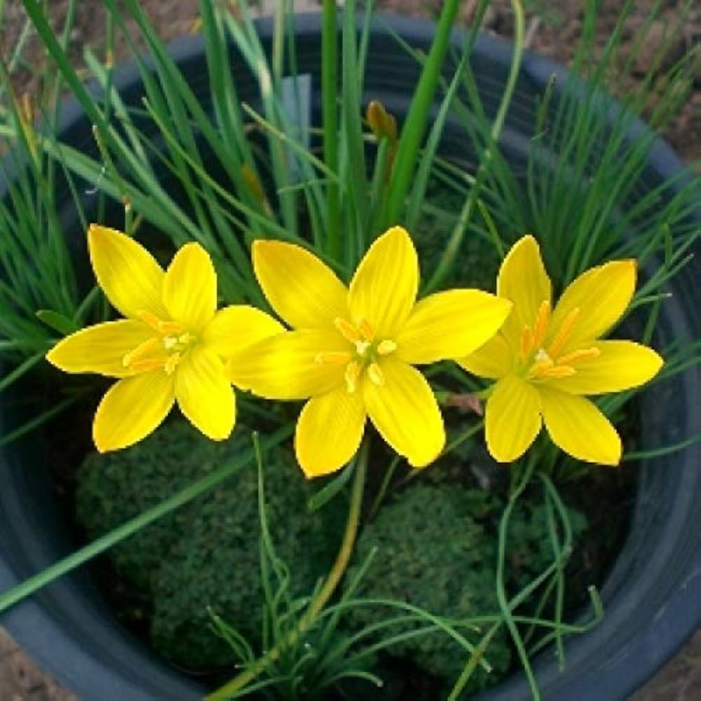 Balsamine Yellow Flower seeds for Planting - Perfect for Borders, Heirloom & GMO Free Seeds for Home Garden